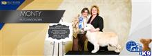 Ch Montego Silvermist available Golden Retriever puppy located in HAYWARD